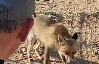 Dağda karşılaştığı tilkiyi çerezle besledi