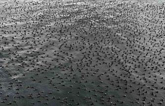 Damatlıklarını giyen karabatak kuşları İstanbul Boğazı’nda bir araya geldi