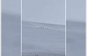 Diyadin’de kurt sürüsü görüldü