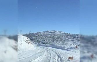 Diyarbakır’da aç kalan kurt ve domuz sürüsü yerleşim yerine indi
