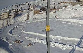 Doğanın kanunu gözler önüne serildi, vaşağın tavşan avı anbean kaydedildi