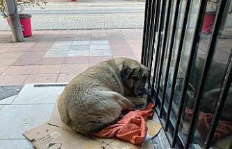 Dondurucu soğuk sokak hayvanlarının yaşamını zorlaştırdı