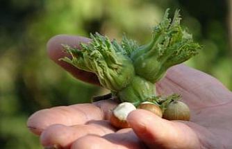 Düzce’de fındık ihraç rakamları geçen yılın gerisinde kaldı