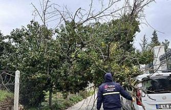 Edirne’de fırtına ağaçları devirdi