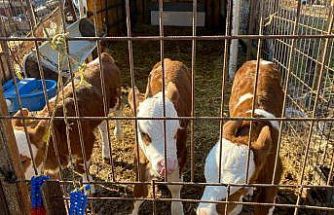 Edirne’nin Orhaniye köyünde üçüz buzağı dünyaya geldi