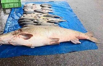 Elazığ’da 52 kilogram ağırlığında turna yakalandı