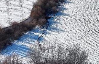 Elazığ’da domuz sürüsü görüldü