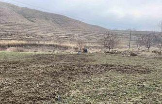 Elazığ’da domuzlar ekili 10 dönüm araziyi talan etti