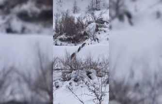 Elazığ’da kurt sürüsü görüldü