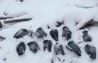 Elazığ’da onlarca güvercin donarak telef oldu