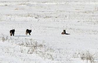 Elazığ’da vaşak ailesi görüntülendi