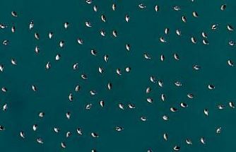 Elmabaş patka ördekleri Salda Gölü’nde havadan görüntülendi