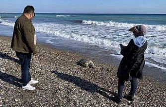Erdemli sahilinde üzücü manzara: 2 günde 2 caretta caretta telef oldu