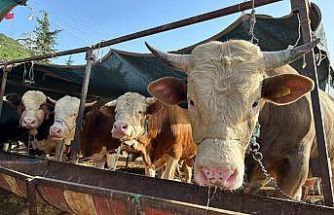 Erzincan’da ’Besilik Erkek Sığır Desteği’ başvuruları başladı