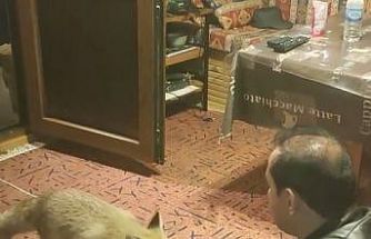 Erzincan’da ilginç dostluk: Tilkiyi evinde eliyle besliyor