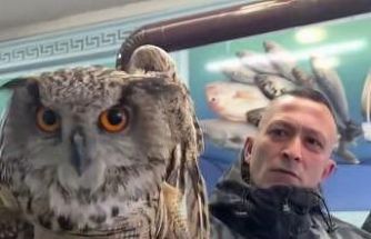 Erzincan’da soğuktan bitkin düşen baykuş vatandaşların duyarlılığıyla kurtarıldı