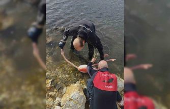 Flamingoya hayat veren kurtarma operasyonu