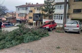 Gediz’de şiddetli rüzgar ağaçları devirdi, binalarda hasara sebep oldu