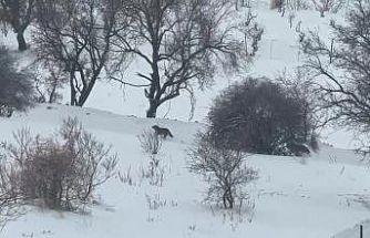 Gercüş’te aç kalan kurtlar, şehir merkezine indi