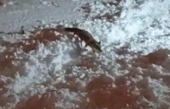 Hakkari’de aç kalan tilkiler şehirde yiyecek aradı