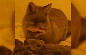 Hakkâri’de yerleşim alanına inen tilki kamerada