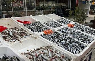 Hamsi yeniden tezgahlarda, 200 liradan alıcı buluyor