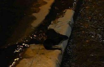 Harşit Çayı’nda nesli tehlike altındaki su samurları görüntülendi