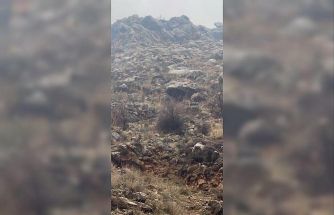 Hasankeyf’te örnek davranış: Sürücü durdu, dağ keçileri geçti