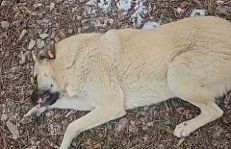 Hayvansever kadın ile belediye personeli arasında köpek tartışması