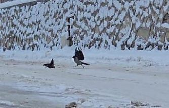 İlçe beyaza büründü, aç kalan kargalar sokaklara indi