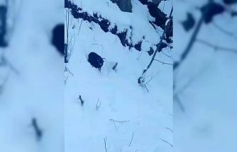 İş makinesi operatörü karda kaybolan keçiyi sahiplerine ulaştırdı