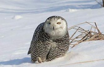 İzmirli doğa fotoğrafçısı Şimşek, Amerika’da kar baykuşunu fotoğraflamayı başardı