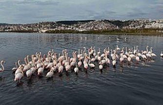 İzmit Körfezi’ne flamingo akını, sayıları katlandı