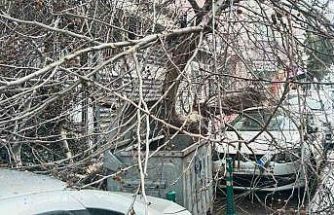 Kamyon çarptı, çınar ağacı araçların üzerine devrildi