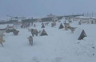 Kangallarını beslemek için yola çıktı, çiftliğe vardığında gözlerine inanamadı