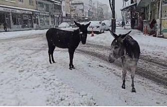 Kar altındaki eşekleri çiftliğine götürüp besledi