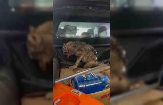 Kar nedeniyle aç kalan kurt, köpek barınağına sığındı
