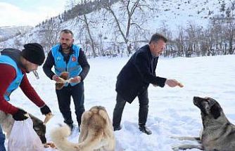 Karla kaplanan orman ve yaylalardaki canlılara şefkat eli