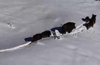 Karlı arazide ilerleyen domuz sürüsü havadan görüntülendi