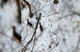 Kastamonu’da kar altındaki karacalar dron ile görüntülendi