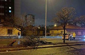 Kaza savrulan otomobil ağacı ikiye böldü: 4 yaralı