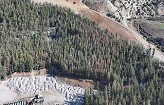 Kilis’te Akdeniz çam kabuk böceğine karşı biyoteknik mücadele