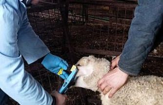 Kırklareli’nde küpe takılan damızlık kuzular aşılanıyor
