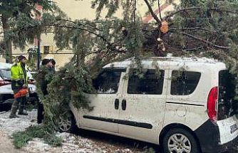 Kökünden sökülen ağaç park halindeki aracın üzerine devrildi