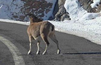 Koruma altındaki dağ keçileri Bayburt’un farklı noktalarında görüldü