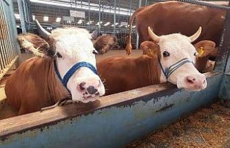 Köşk’te karantina kaldırıldı