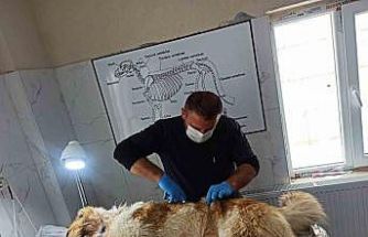 Kurdun saldırısına uğrayan köpek yaralandı