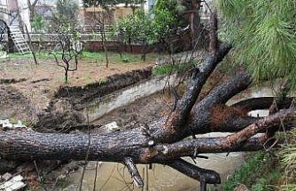 Kuşadası’nda dereye devrilen çam ağacı dere yatağını tıkadı, belediye ekipleri seferber oldu