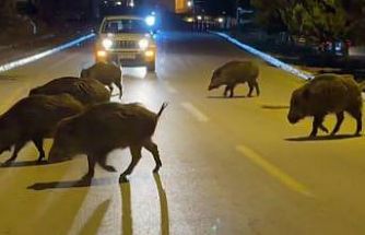 Kuşadası’nda domuzlar şehri mesken tuttu