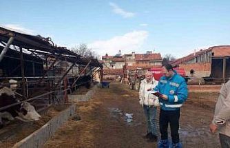Kütahya’da hayvancılık işletmelerine yönelik kapasite tespiti sürüyor